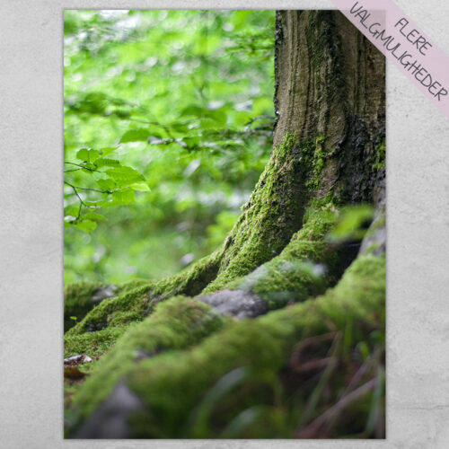 Plakat - Natur Plakater - stort udvalg hos Hjemlux.dk