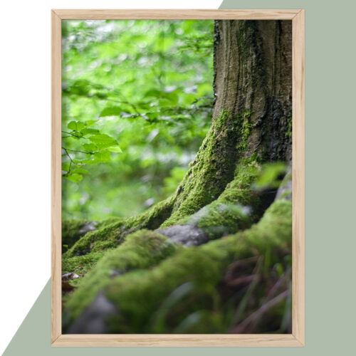 Plakat - Natur Plakater - stort udvalg hos Hjemlux.dk