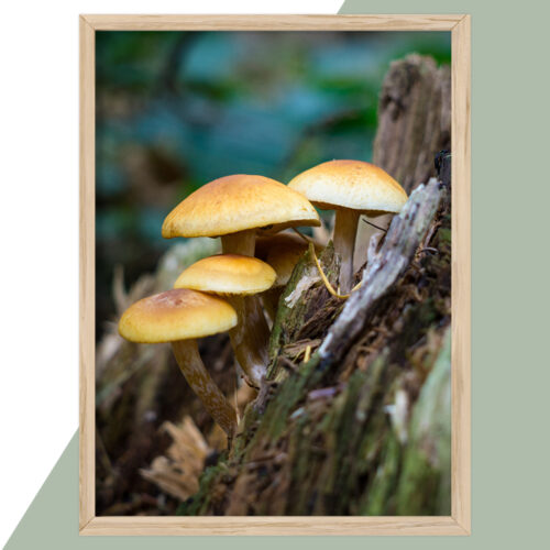 Plakat - Natur Plakater - stort udvalg hos Hjemlux.dk