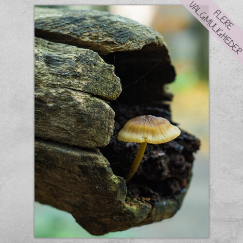 Plakat - Natur Plakater - stort udvalg hos Hjemlux.dk