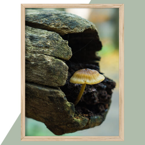 Plakat - Natur Plakater - stort udvalg hos Hjemlux.dk