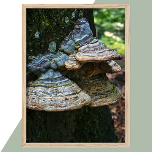 Plakat - Natur Plakater - stort udvalg hos Hjemlux.dk