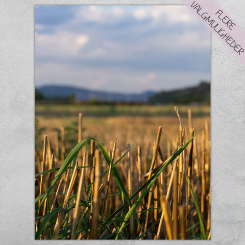 Plakat - Natur Plakater - stort udvalg hos Hjemlux.dk