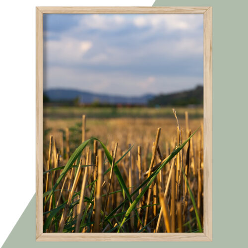 Plakat - Natur Plakater - stort udvalg hos Hjemlux.dk