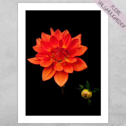 Plakat - Blomster plakater - stort udvalg hos Hjemlux.dk