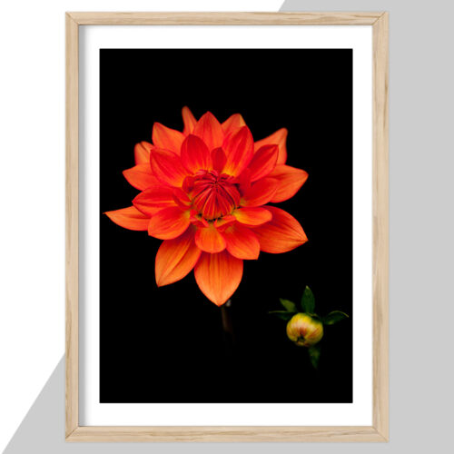 Plakat - Blomster plakater - stort udvalg hos Hjemlux.dk