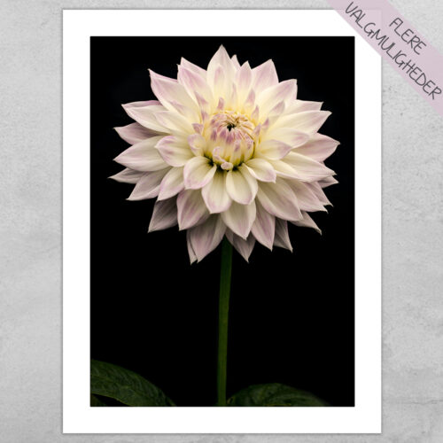 Plakat - Blomster plakater - stort udvalg hos Hjemlux.dk