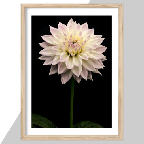 Plakat - Blomster plakater - stort udvalg hos Hjemlux.dk