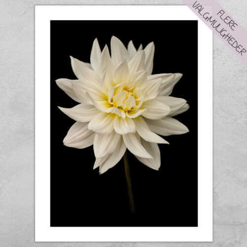 Plakat - Blomster plakater - stort udvalg hos Hjemlux.dk