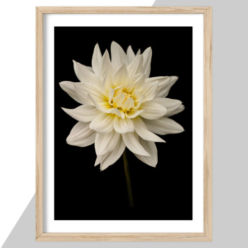 Plakat - Blomster plakater - stort udvalg hos Hjemlux.dk