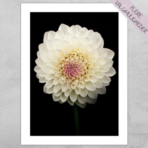 Plakat - Blomster plakater - stort udvalg hos Hjemlux.dk