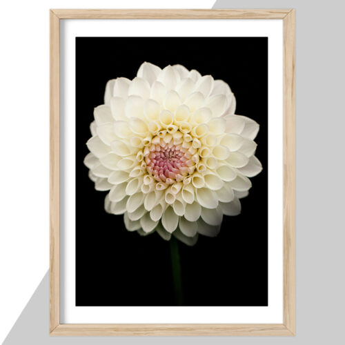 Plakat - Blomster plakater - stort udvalg hos Hjemlux.dk