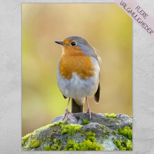 Plakat - plakater - stort udvalg hos Hjemlux.dk