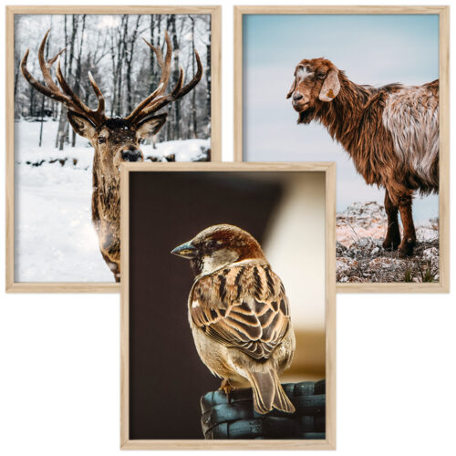 Plakater med dyr