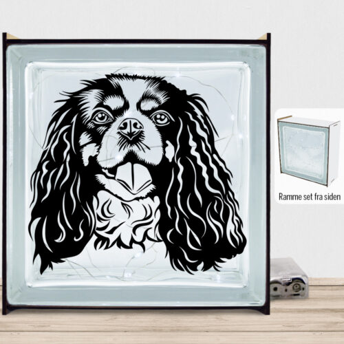 DogFace Cavalier King Charles Spaniel | Lyssten med ramme (farvet overflade)