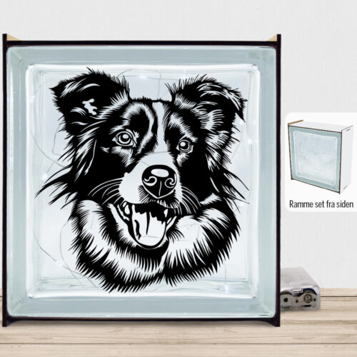 DogFace Border Collie | Lyssten med ramme (farvet overflade)