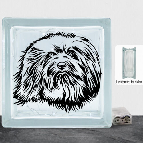 DogFace Havanese | Lyssten