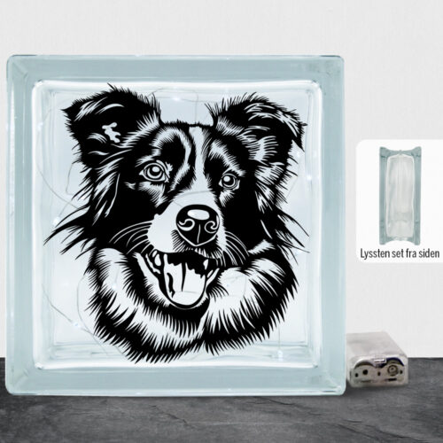 DogFace Border Collie | Lyssten