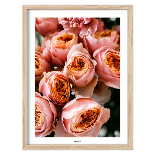 Rosenharmoni | Plakat