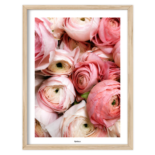 Rosa Harmoni | Plakat