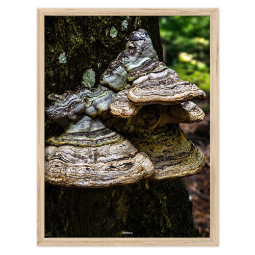 Skovens vogter | Plakat