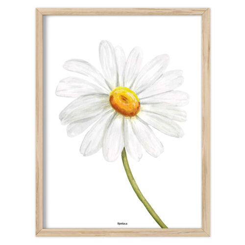 Wildflower – Morning Daisy | Plakat